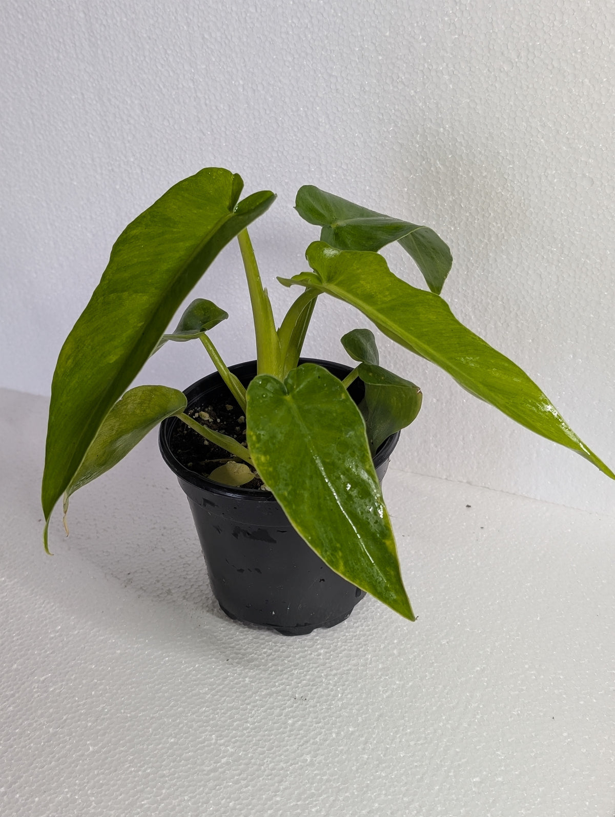 Philodendron Bob Cee Variegated - 4" SGC