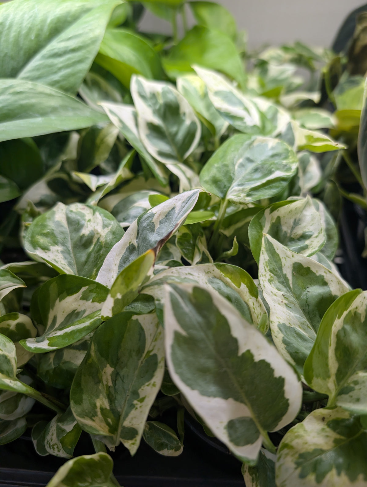 Pothos Glacier