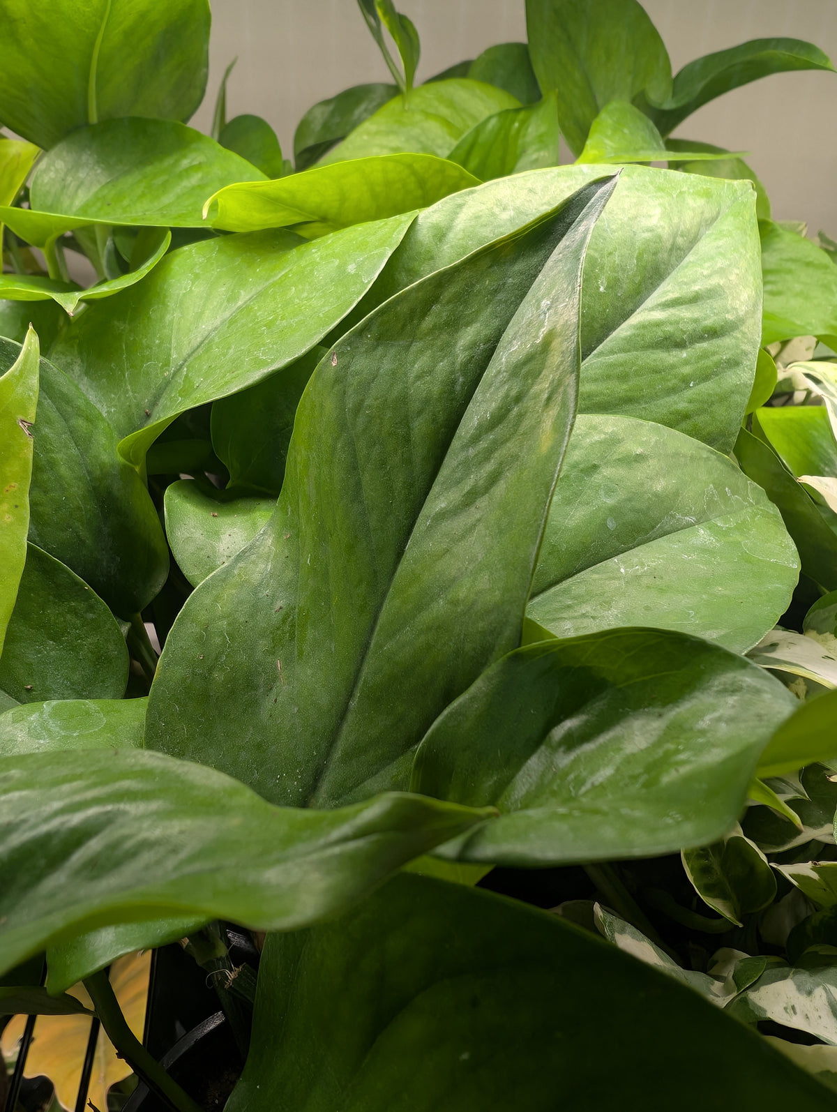 Pothos Jade