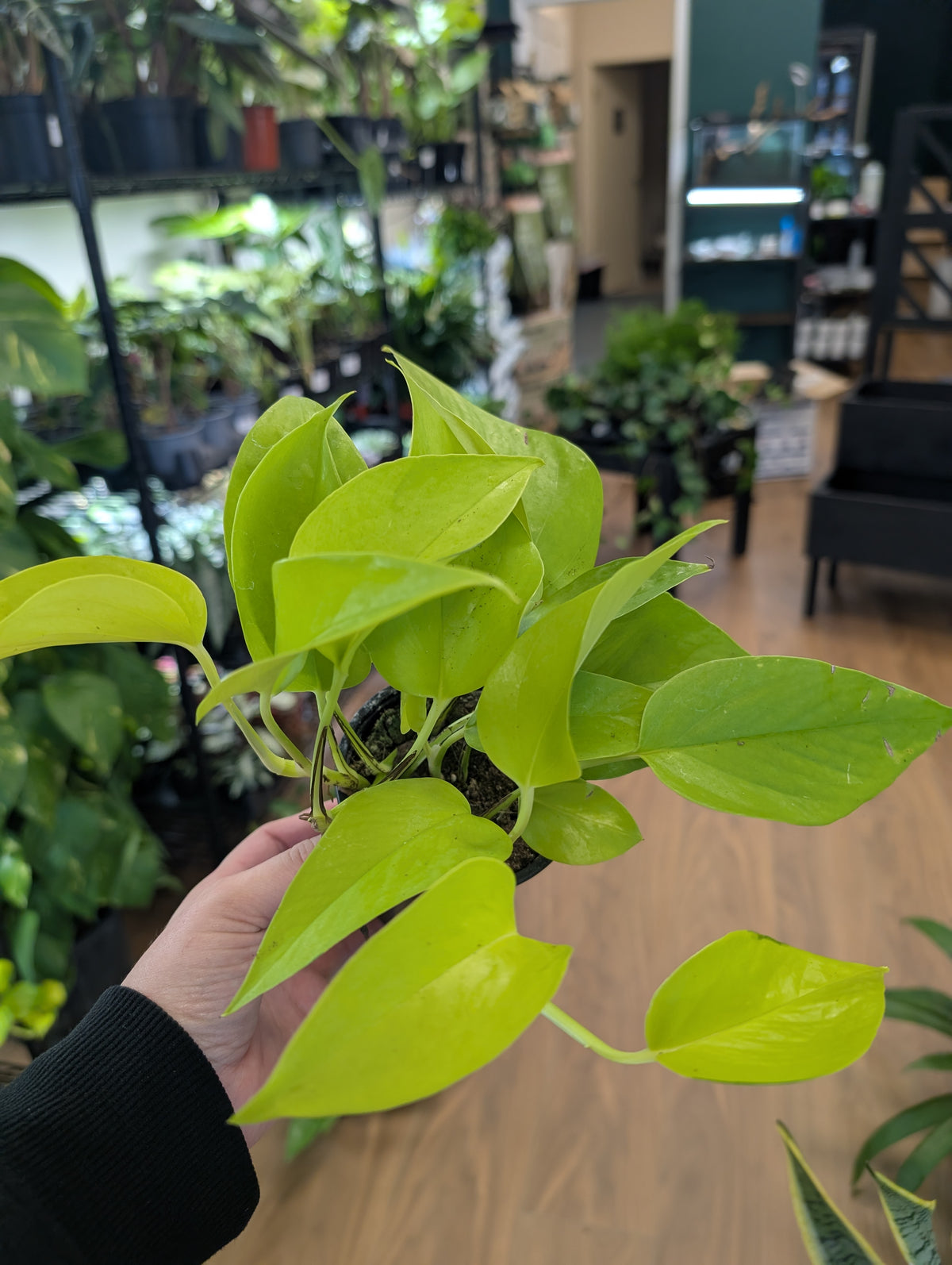 Pothos Neon