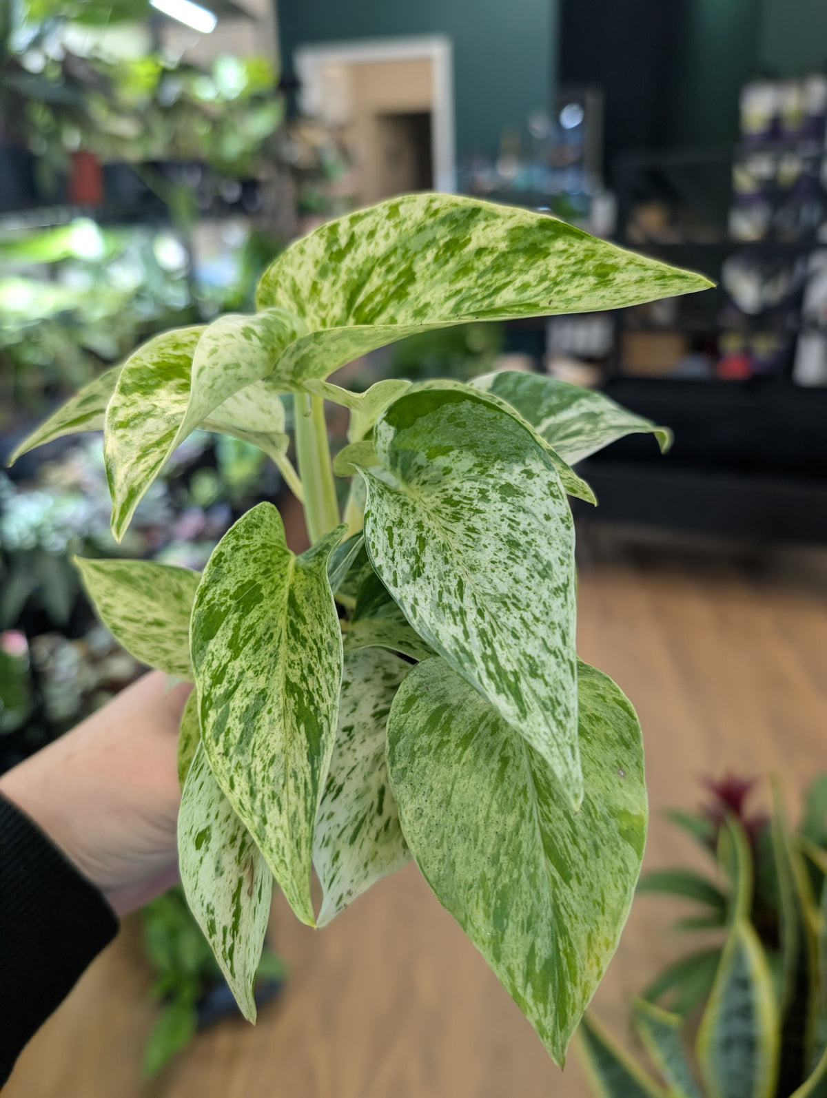 Pothos Marble Queen