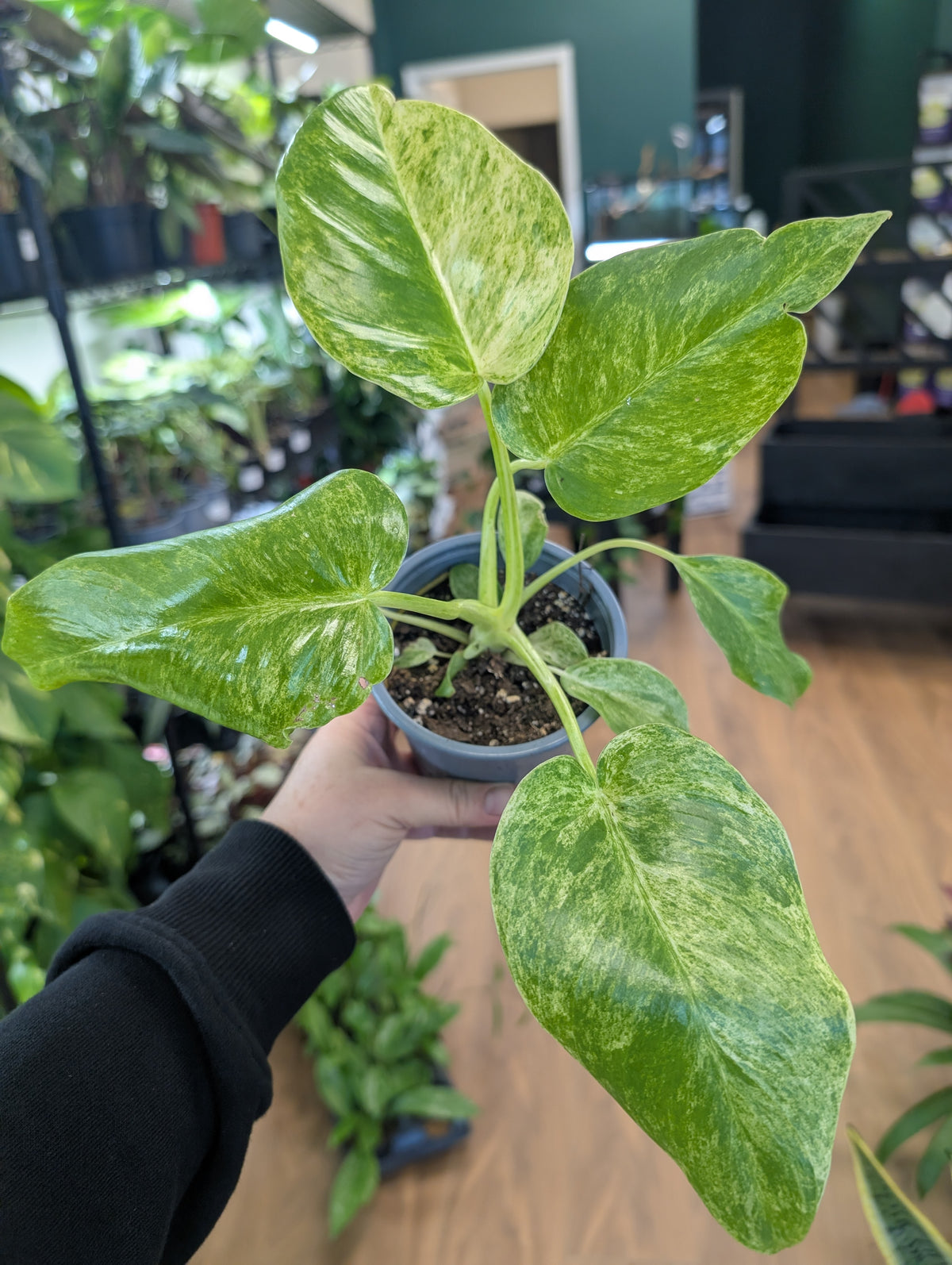 Philodendron Giganteum Blizzard