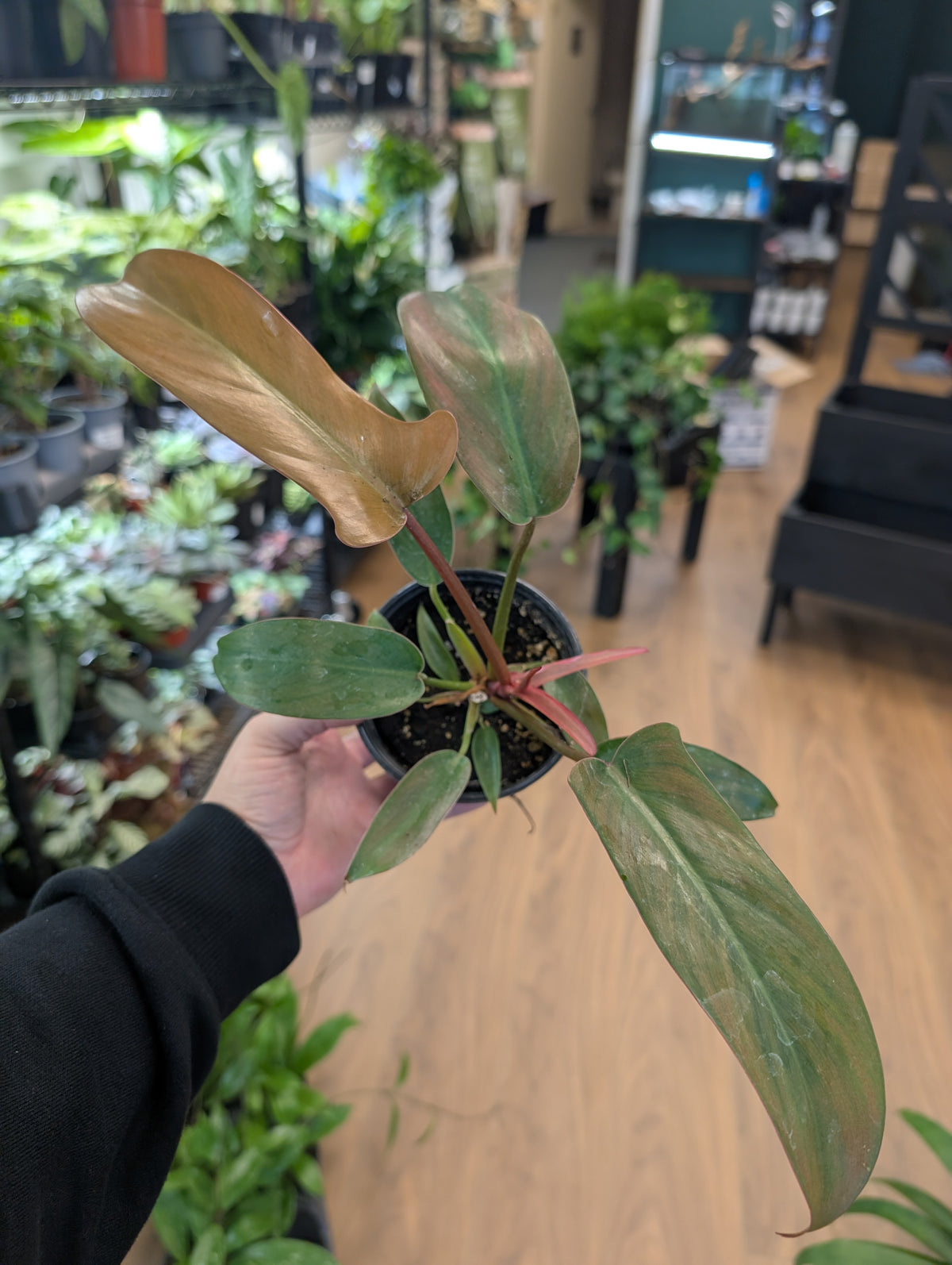 Philodendron Sayaka