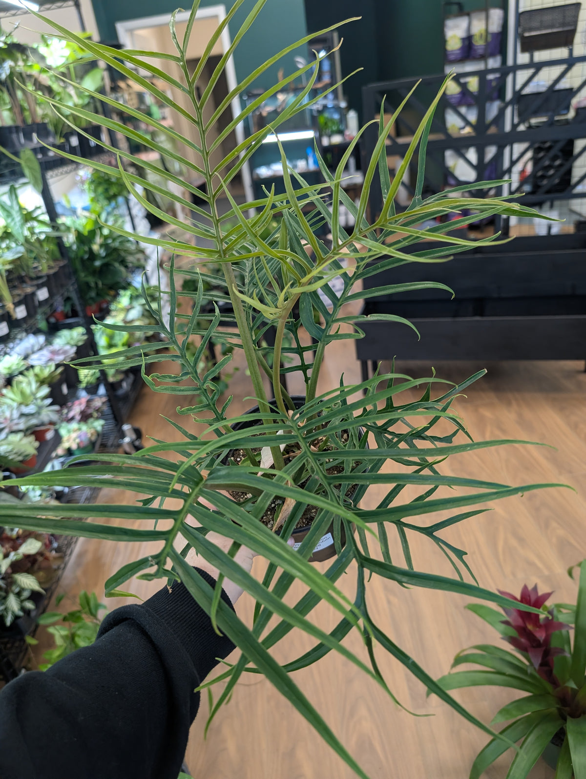 Philodendron Tortum