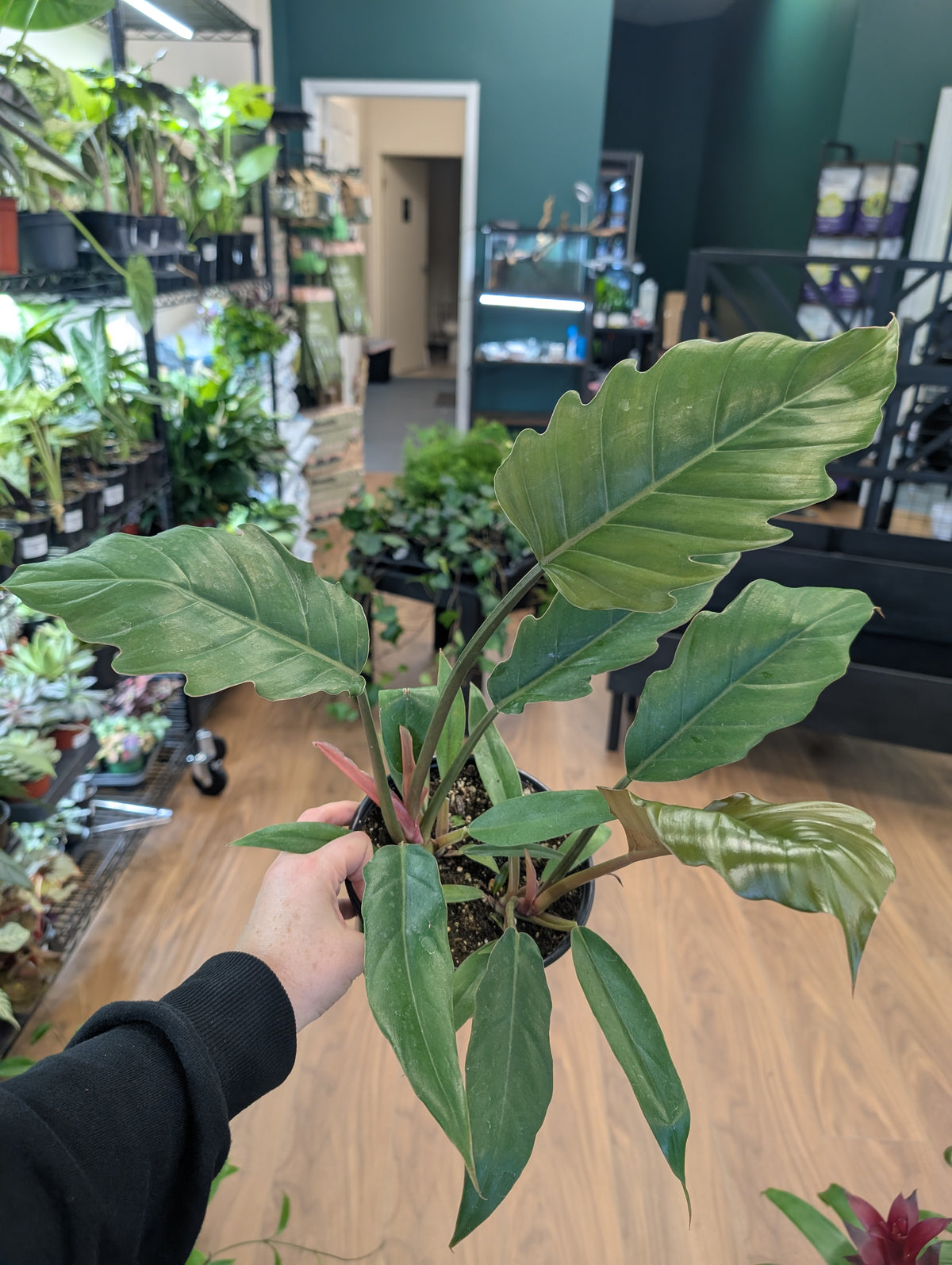 Philodendron Chocolate Empress
