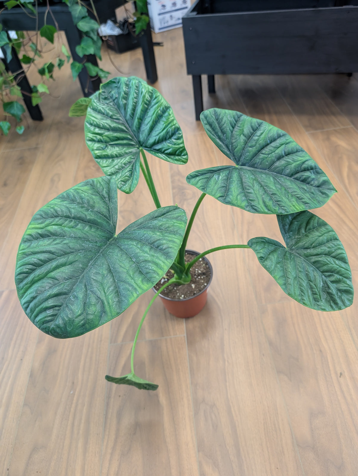 Alocasia Lukiwan