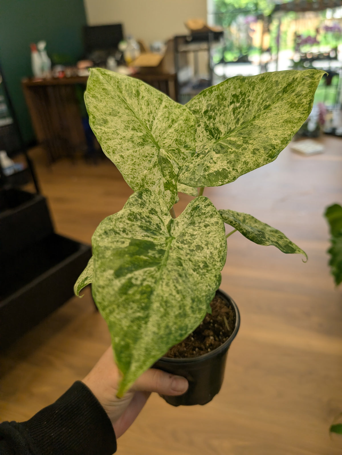 Alocasia Blizzard