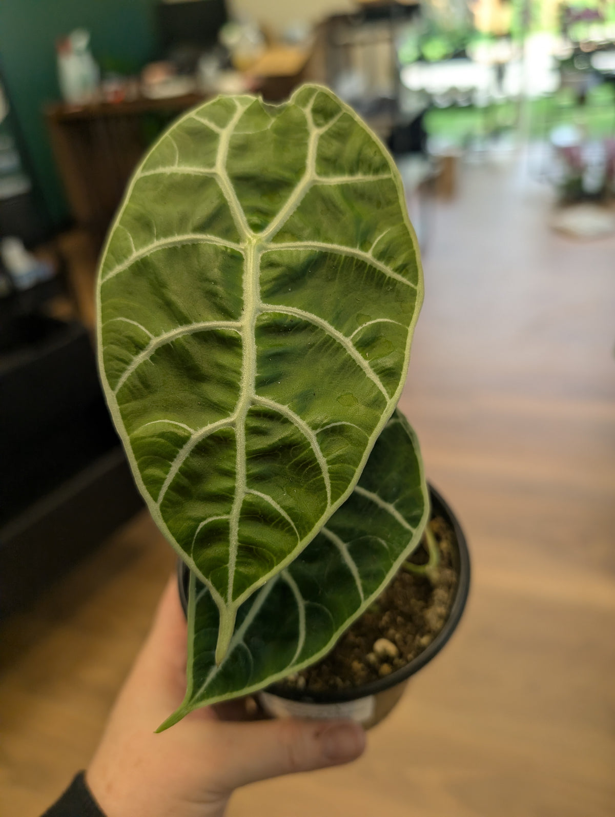 Alocasia Watsoniana Mirror