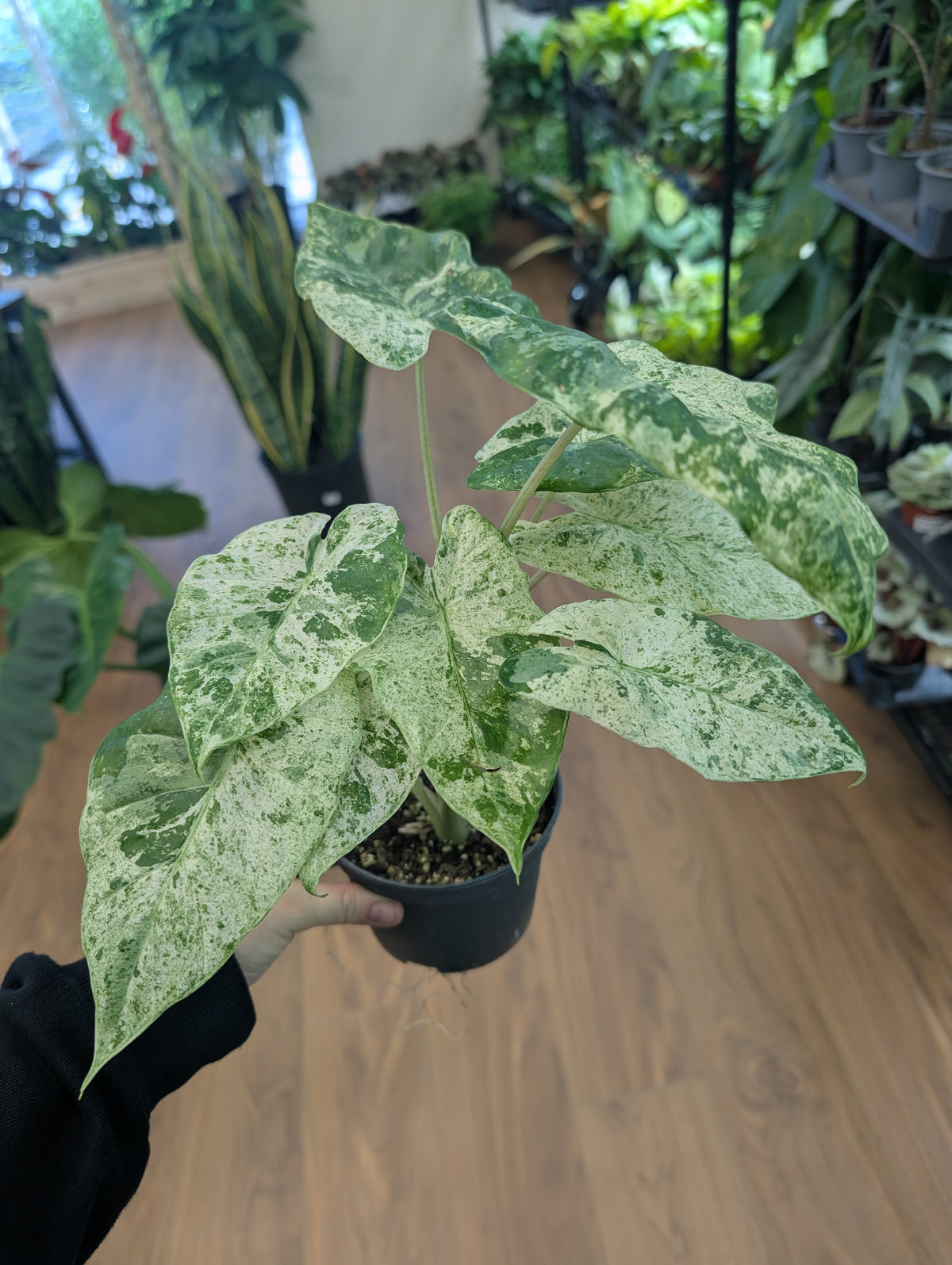 Alocasia Odora Batik