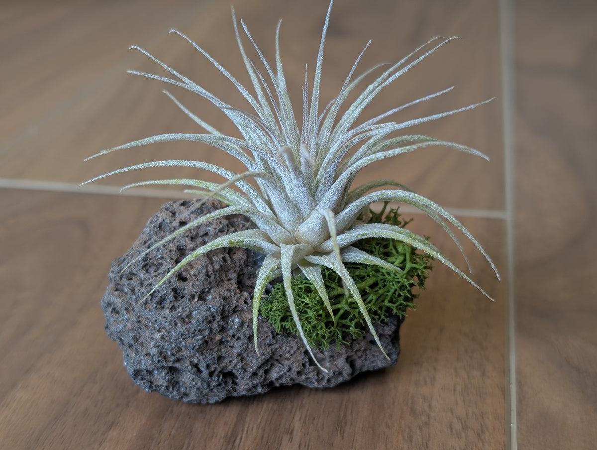 Air Plant w/Moss on Lava Rock