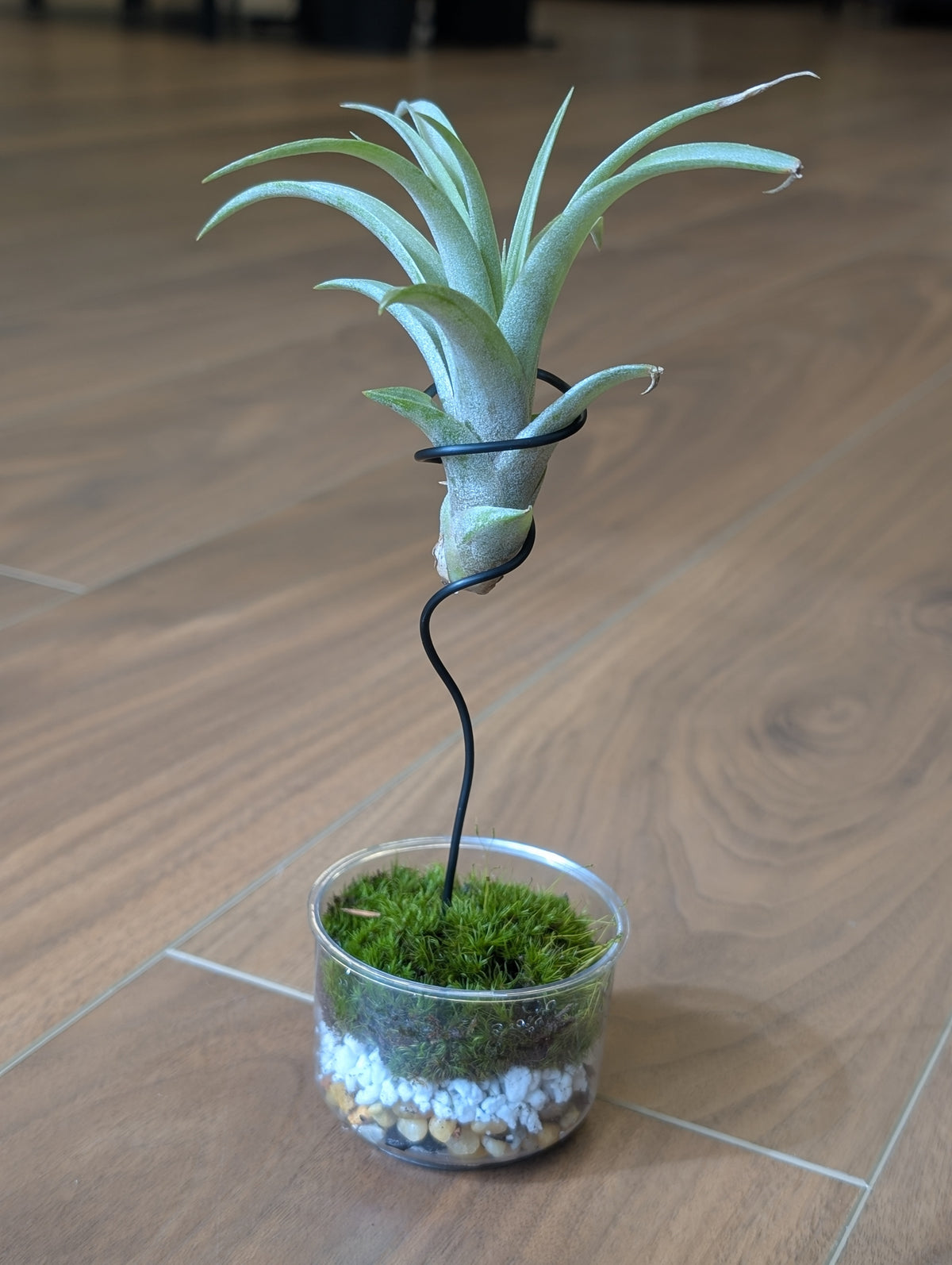 Air Plant w/Live Moss Base