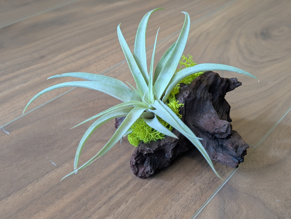 Air Plant w/Moss on Driftwood