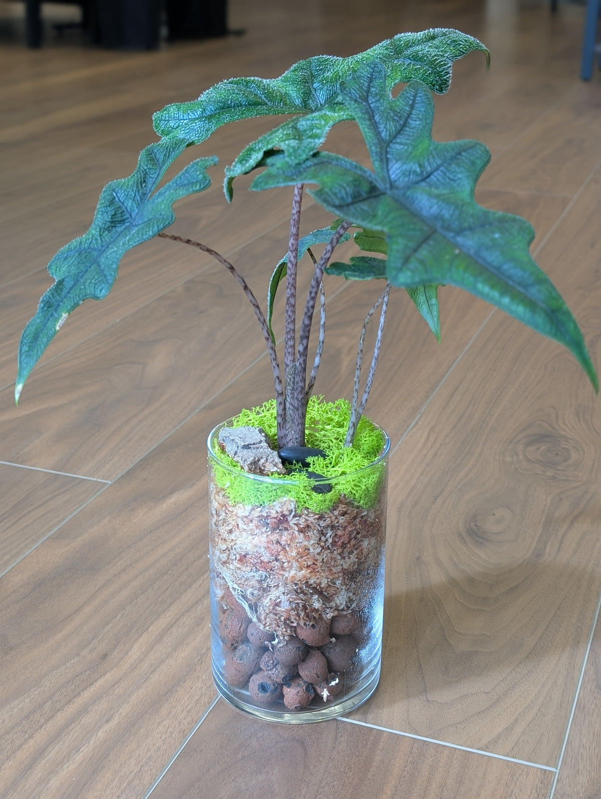 Alocasia Jacklyn - Semi-Hydro Arrangement