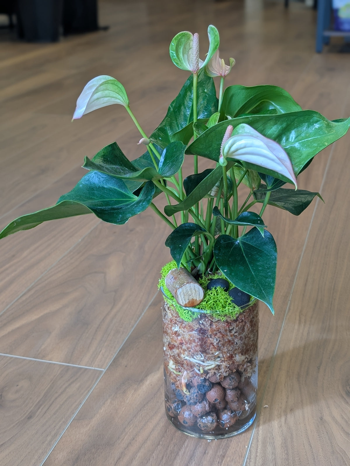 Anthurium in Semi-Hydro Arrangement