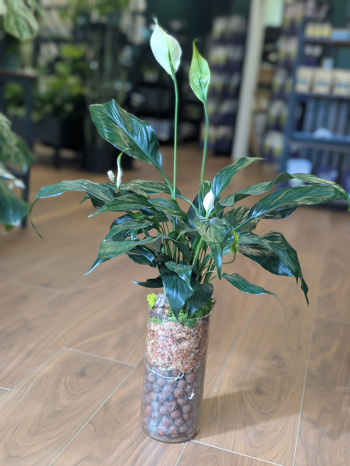 Peace Lily in Semi-Hydro Arrangement