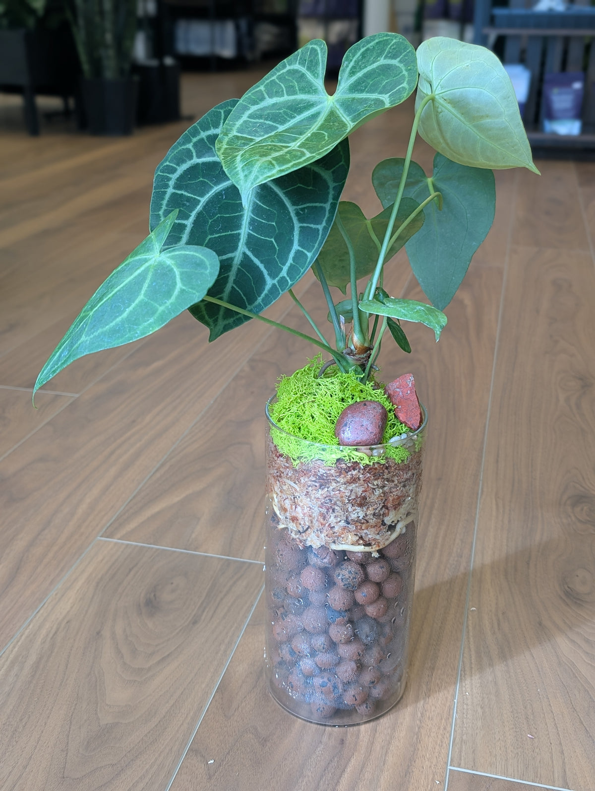 Anthurium Clarinervium in Semi-Hydro Arrangement