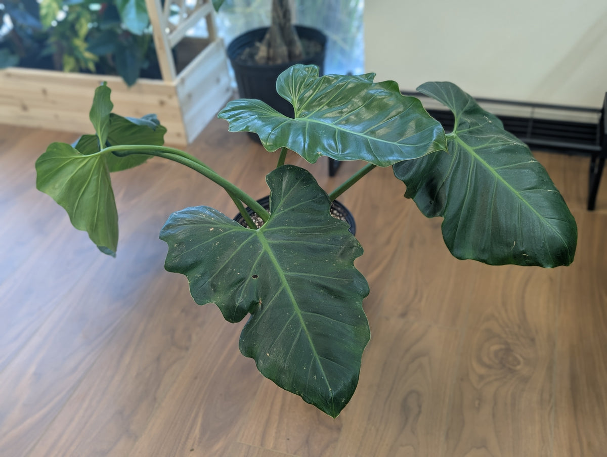 Philodendron Giganteum - 10"