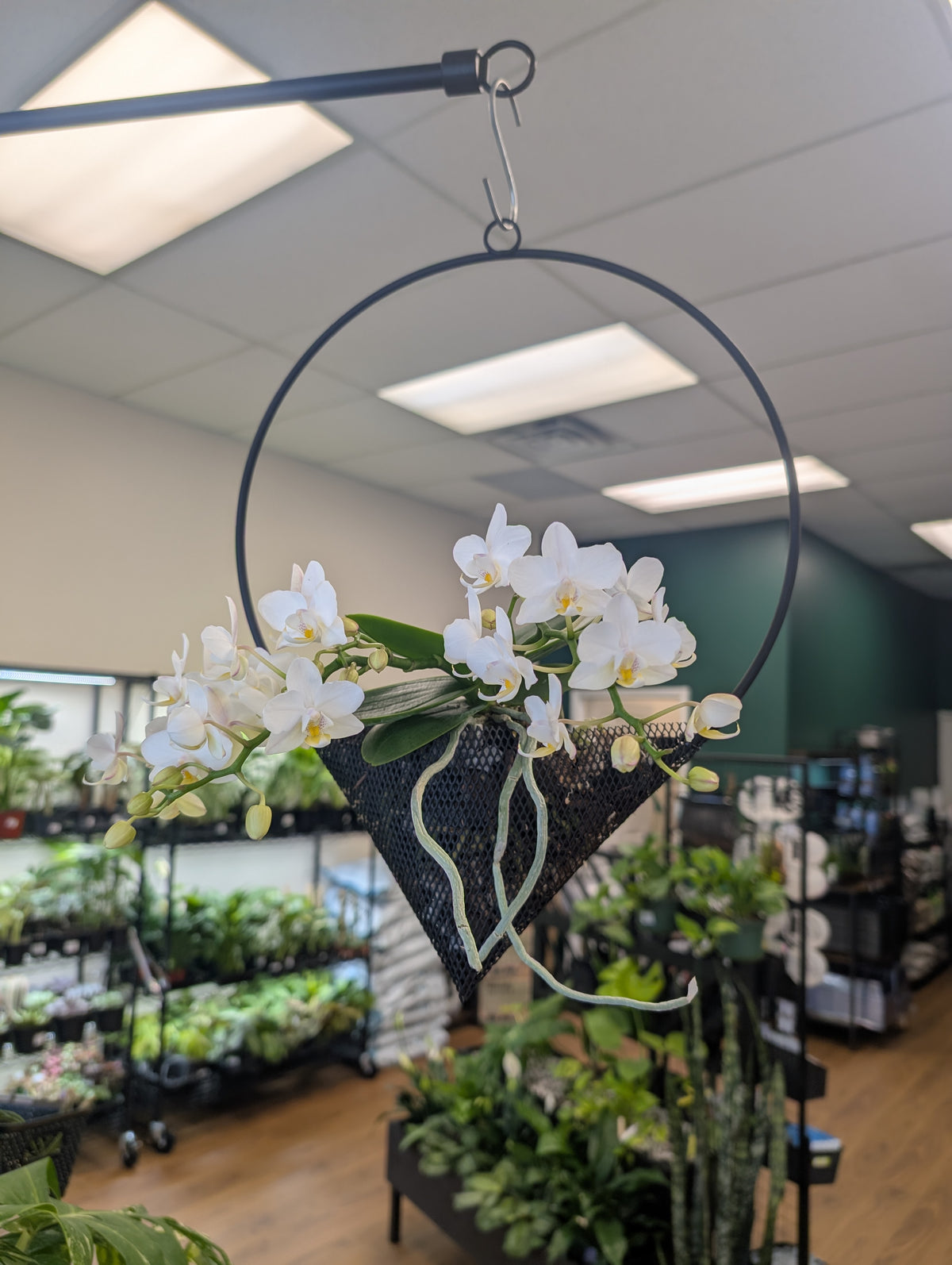Wild White Orchid in Decorative Hanger
