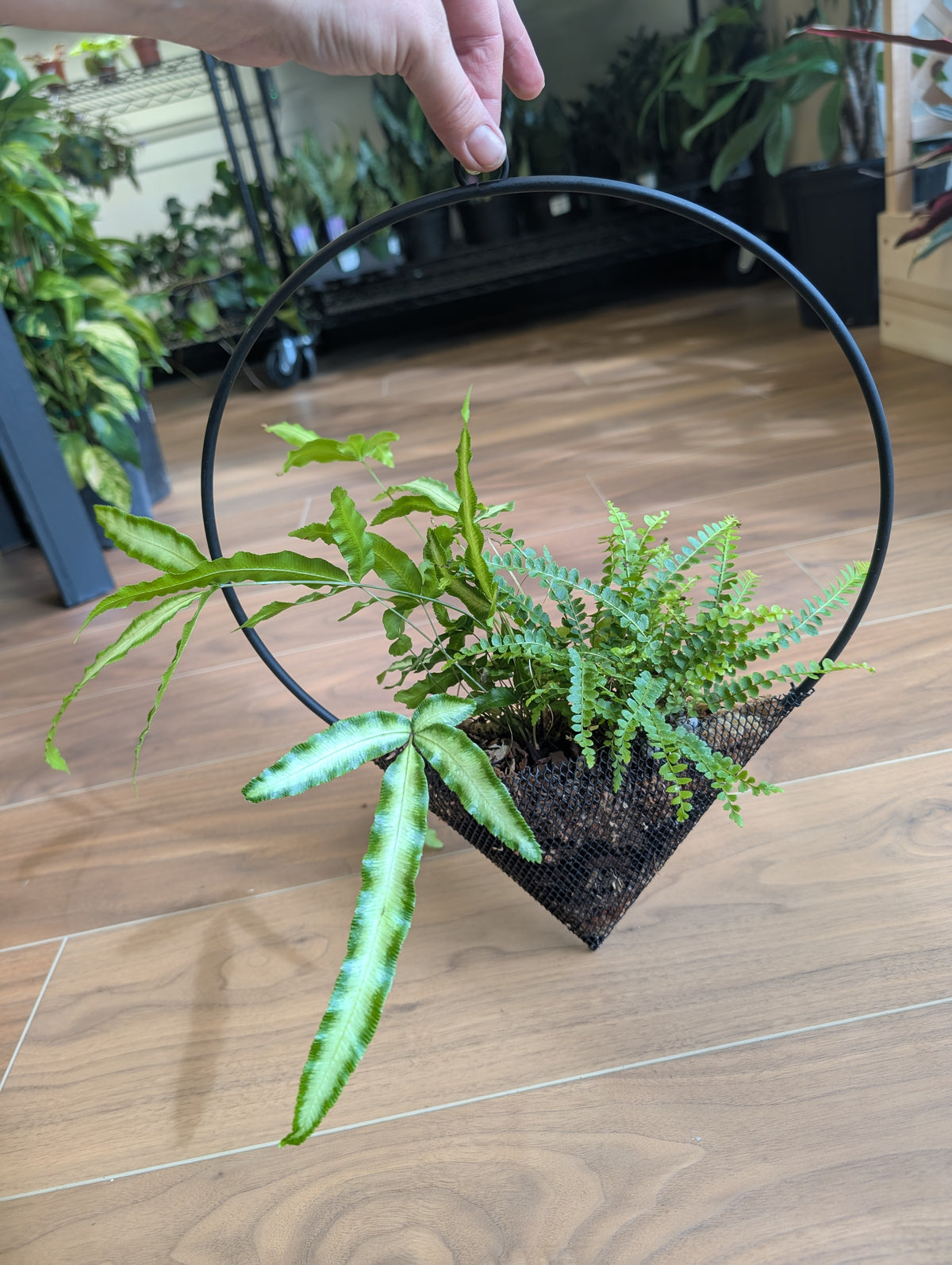 Ferns in Decorative Hanging Planter