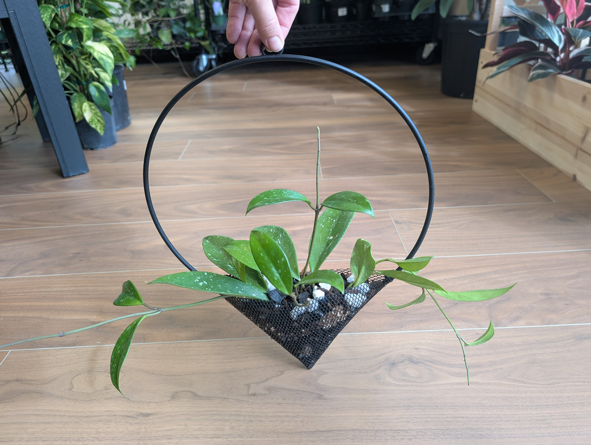 Hoya Pubicalyx in Decorative Hanging Planter
