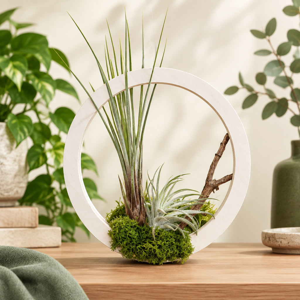 Air Plants in Floating Hanger