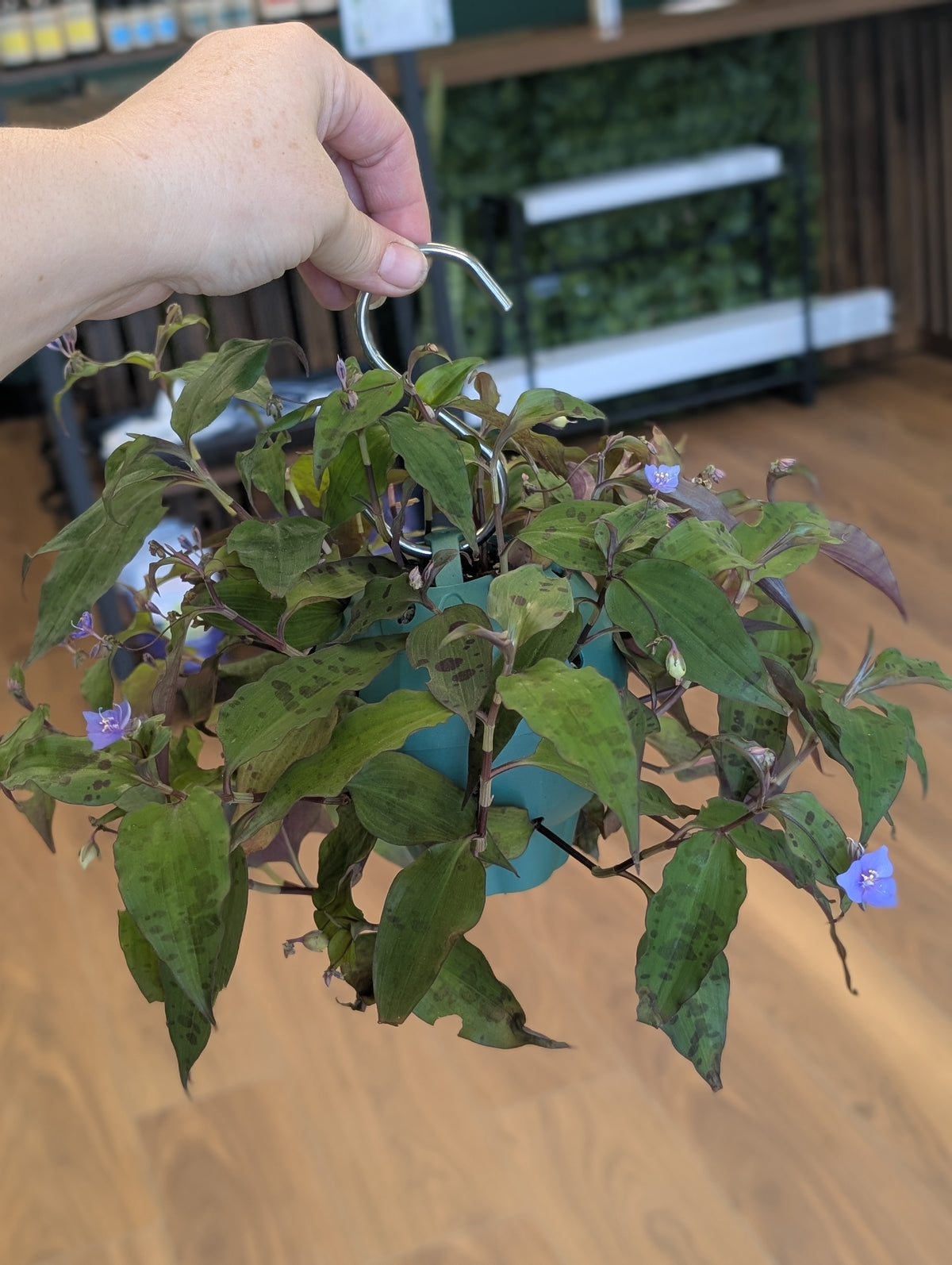 Tradescantia Tinantia Pringlei in Hanging Ball Planter