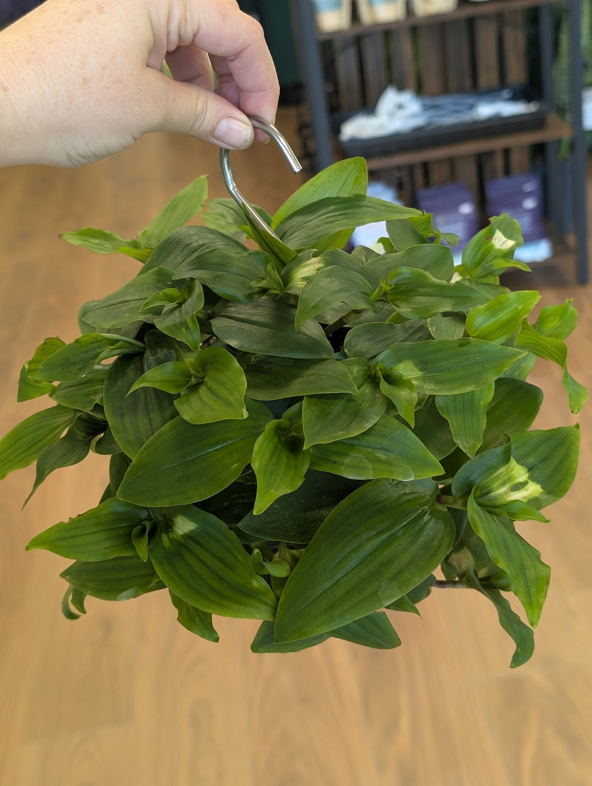Tradescantia Blushing Bride in Hanging Ball Planter