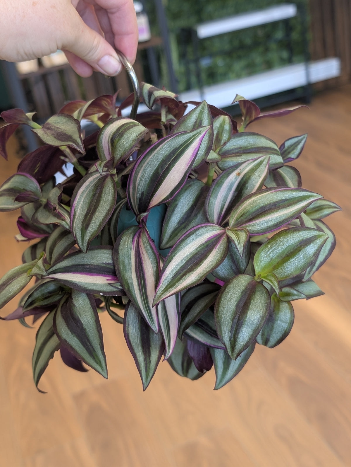 Tradescantia Quadricolour in Hanging Ball Planter