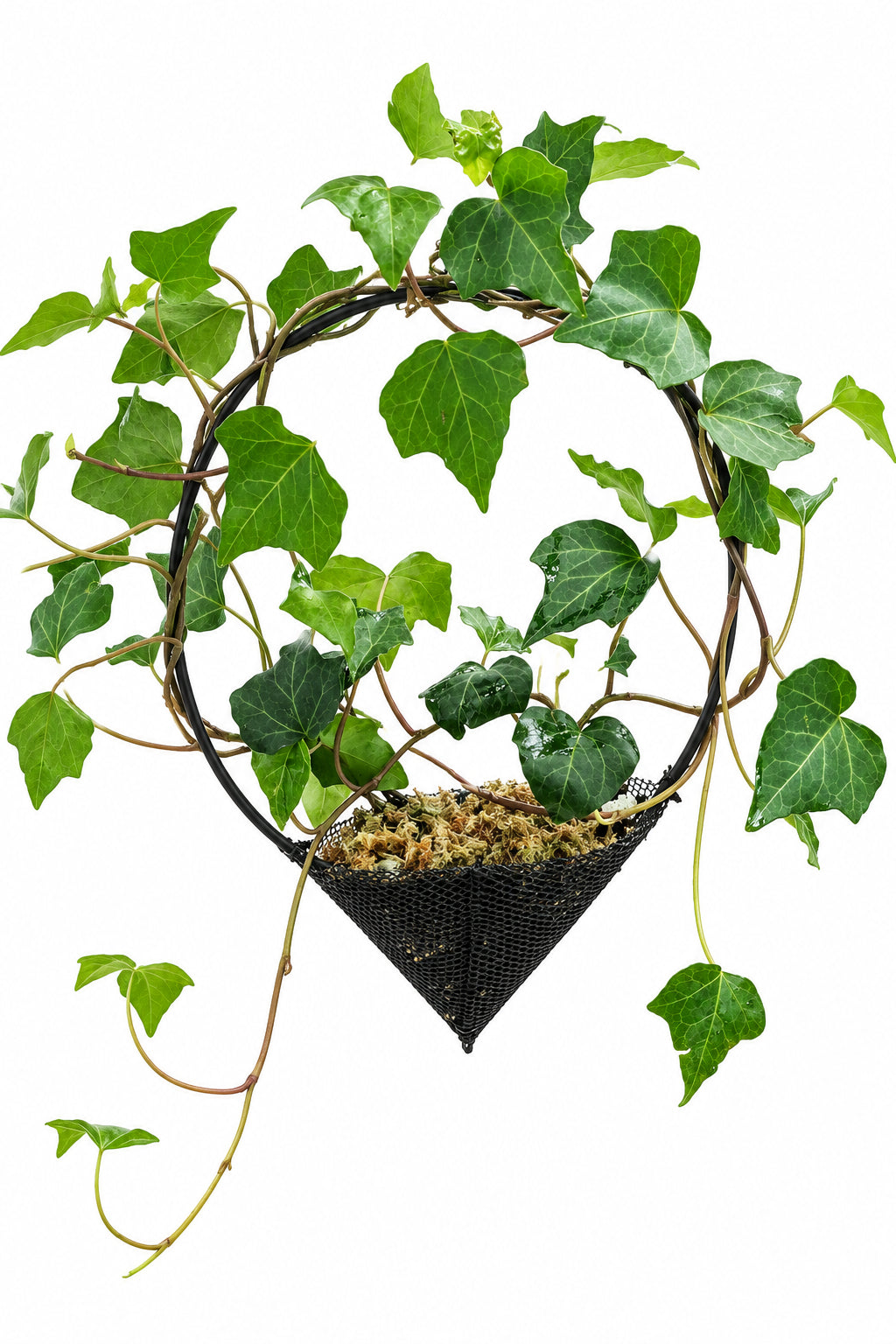 Ivy in Decorative Hanging Planter