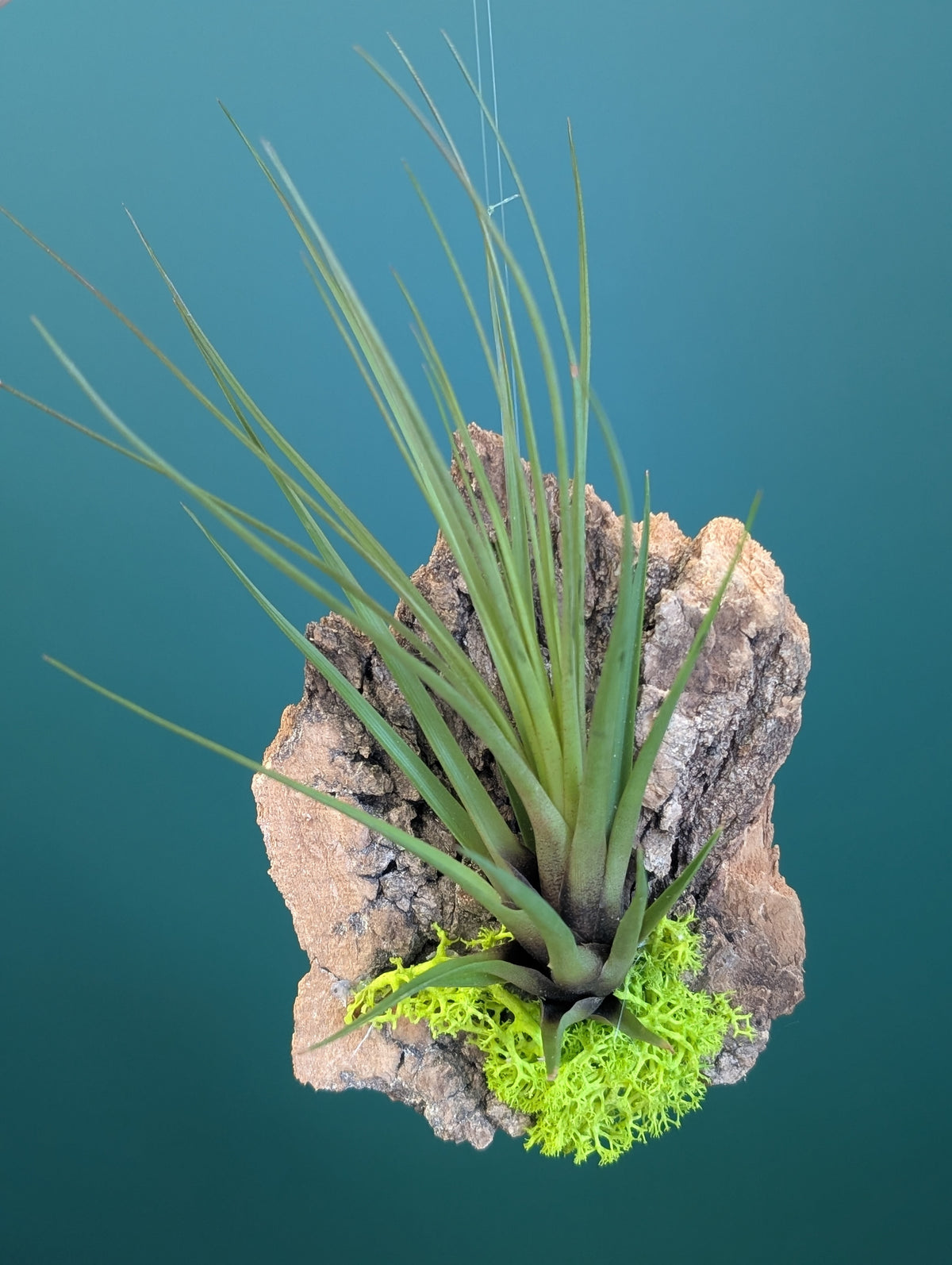 Air Plant on Bark - Floating