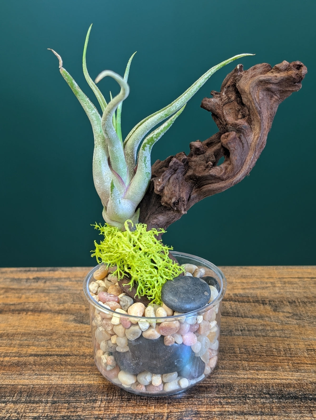 Air Plant on Driftwood w/Clear Rock Base