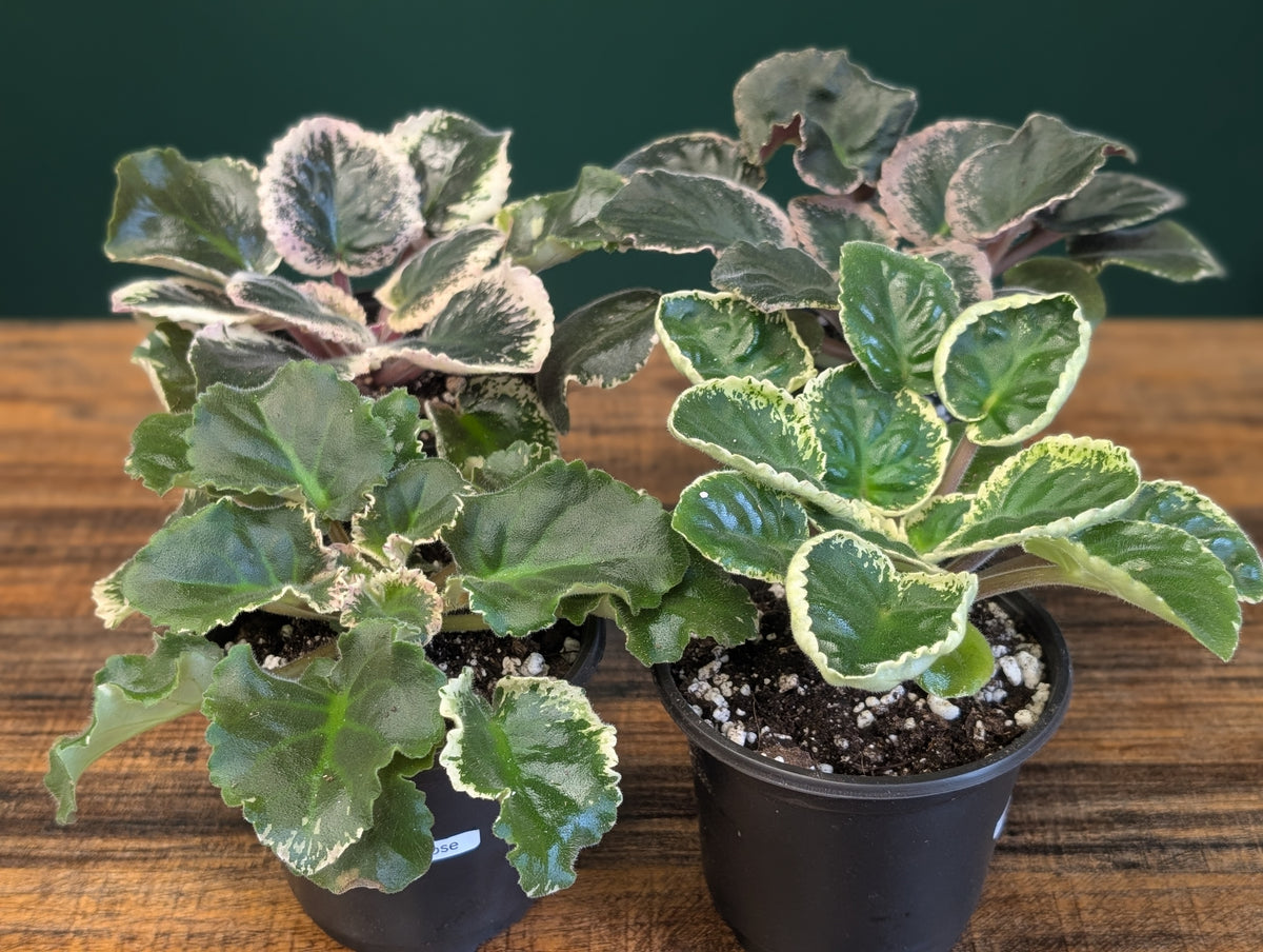 African Violet - Rare & Unusual 4"