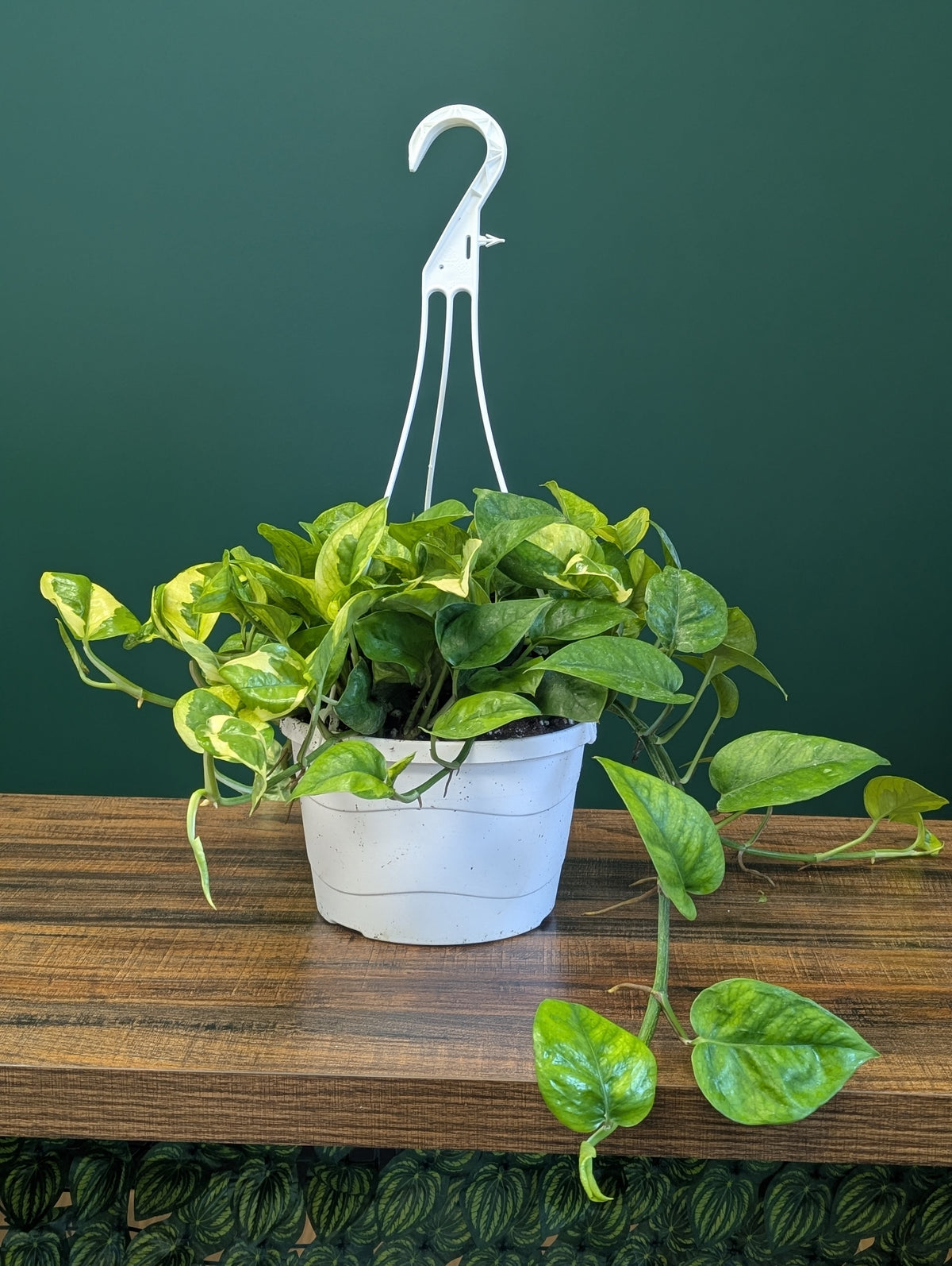 8"HB Pothos Lemon Meringue