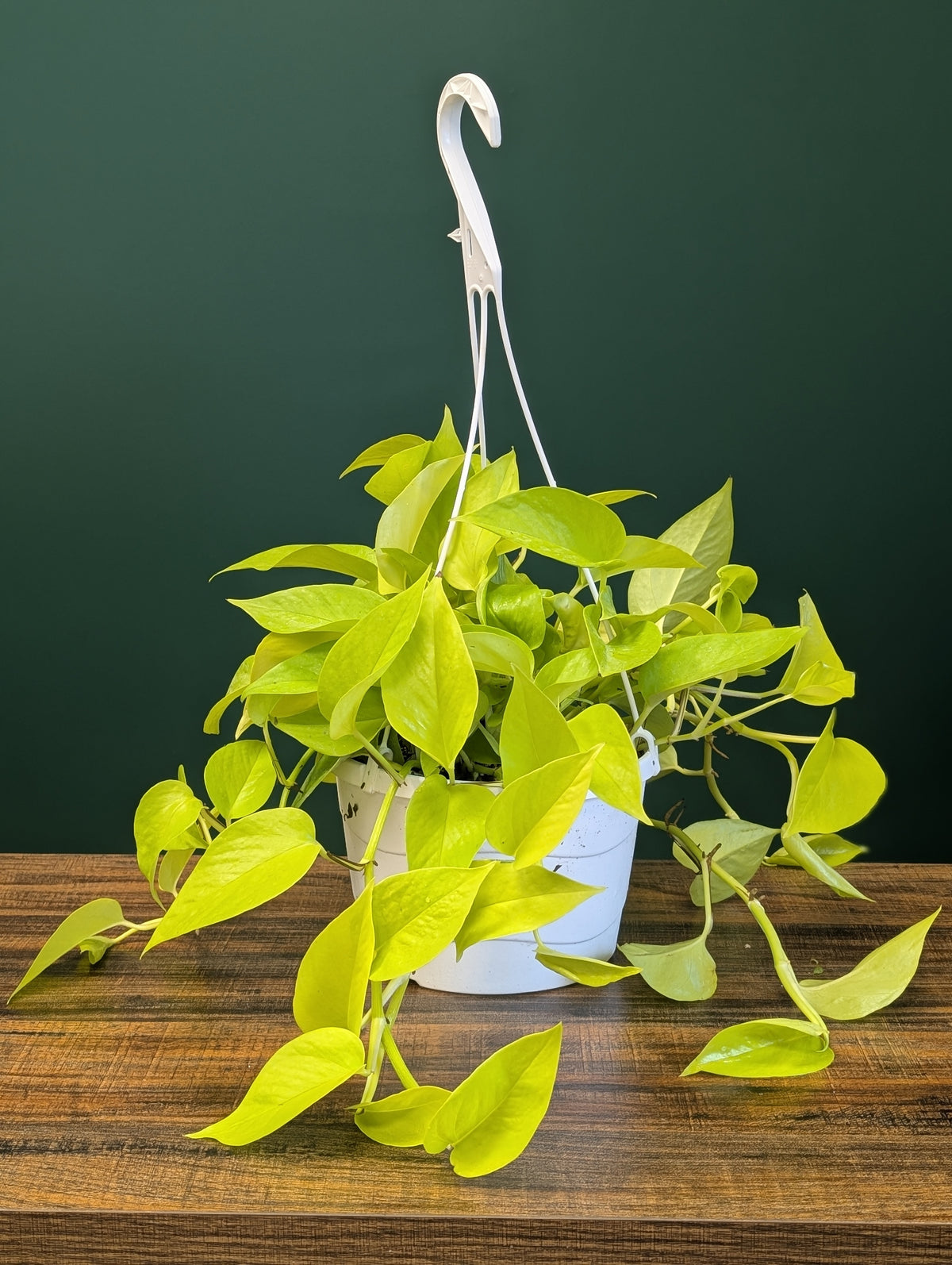 8"HB Pothos Neon