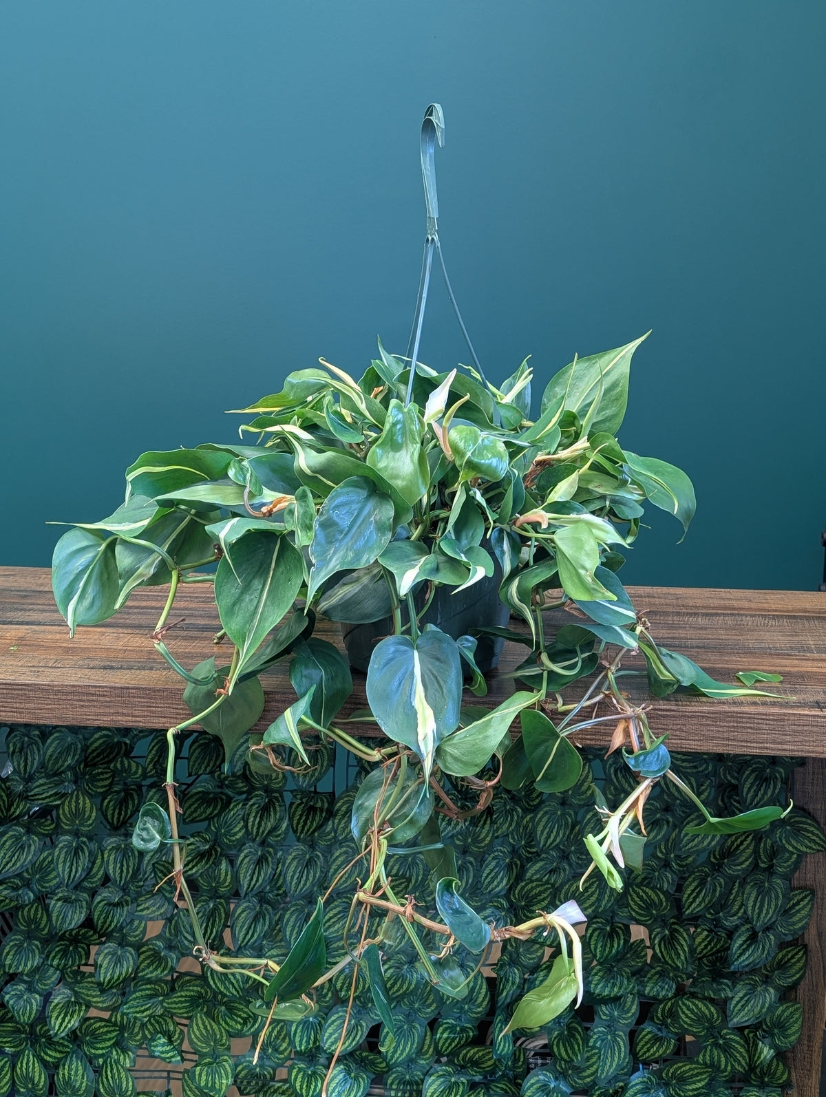8"HB Philodendron Silver Stripe