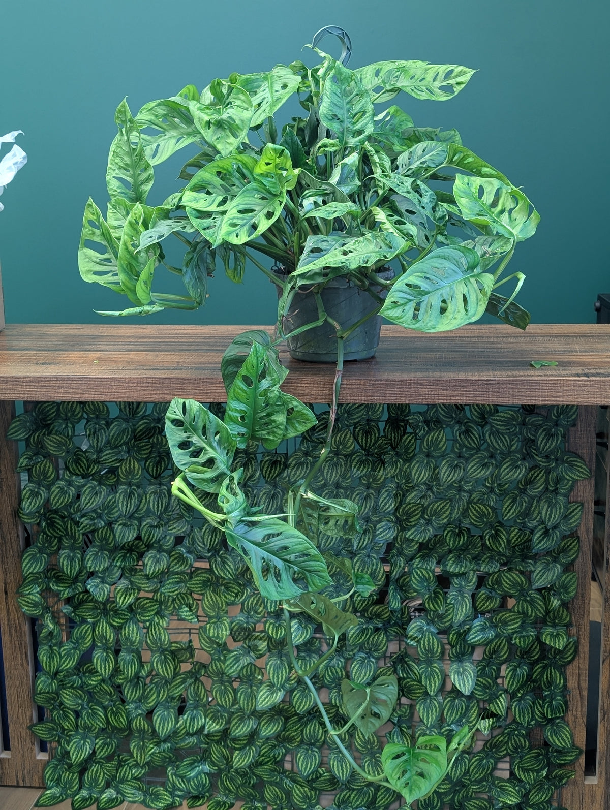 8"HB Philodendron Adansonii HUGE!  (Wide Form)