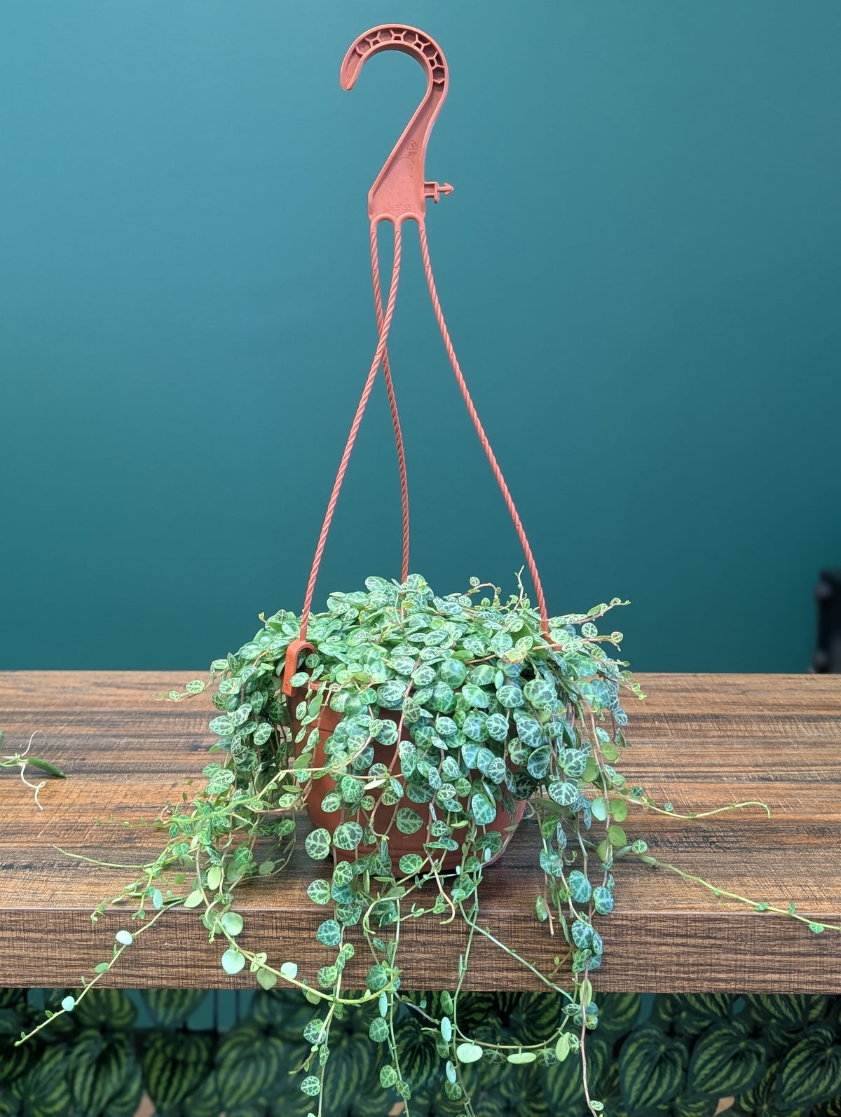 6"HB Peperomia Prostrata - String of Turtles