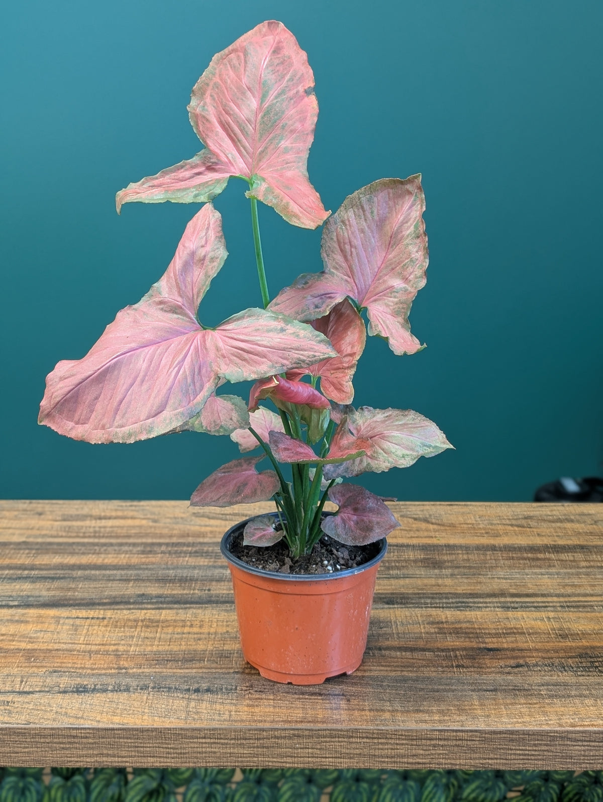 6" Nephthytis Syngonium 'Orm
Nak'
