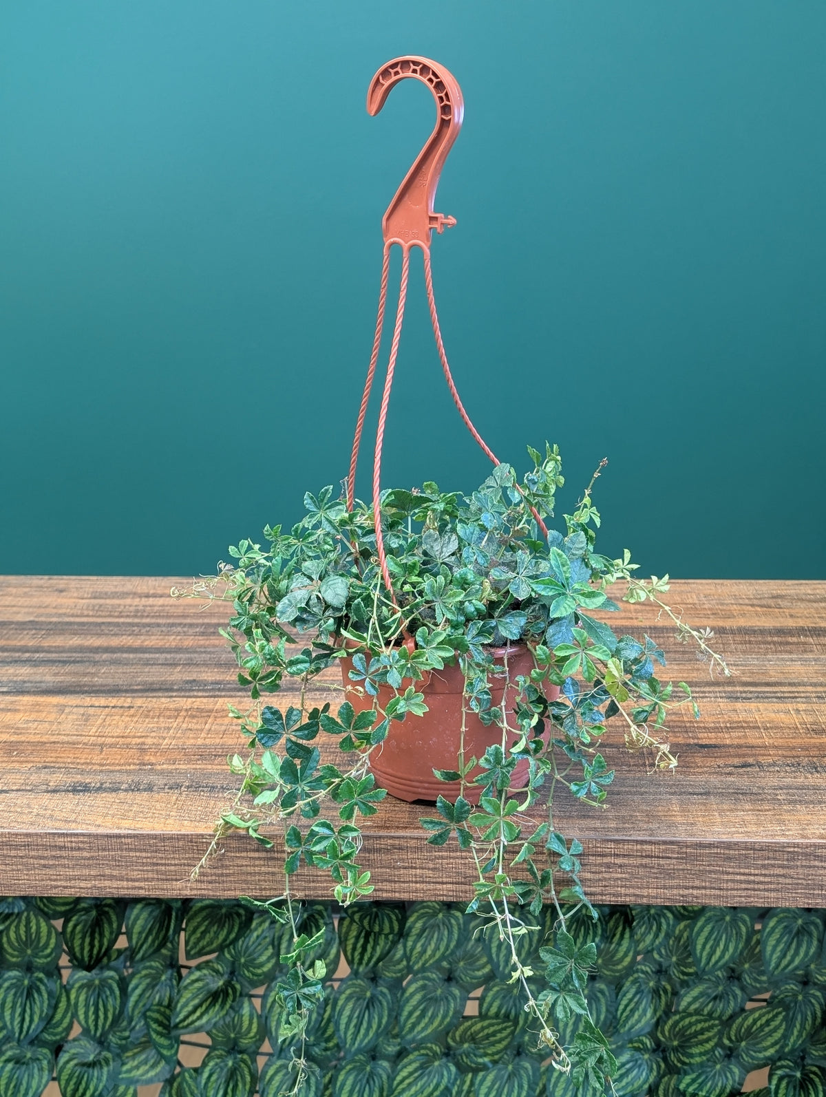 6"HB Cissus Striata 'Sugar Vine'