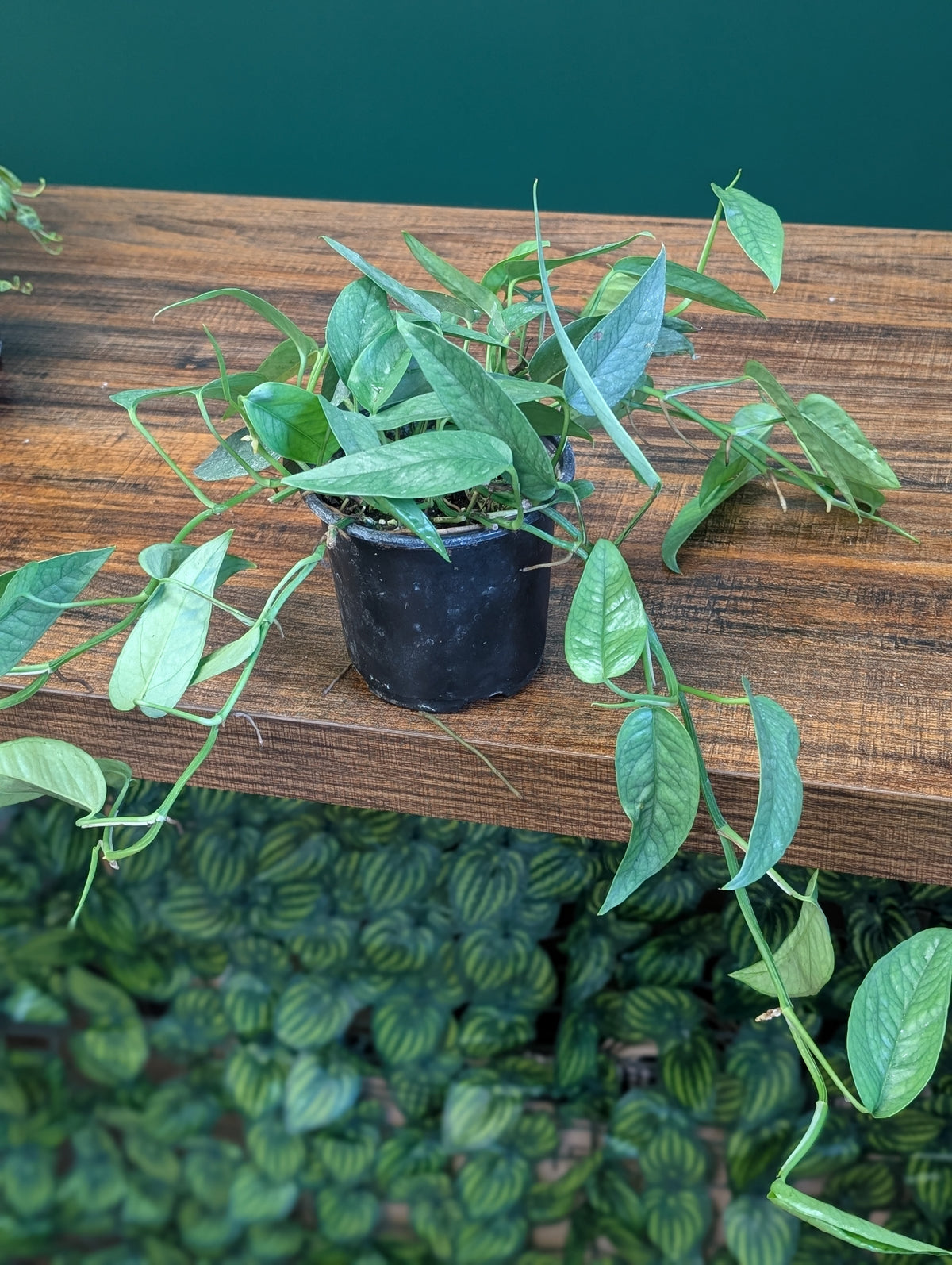 4" Cebu Blue
