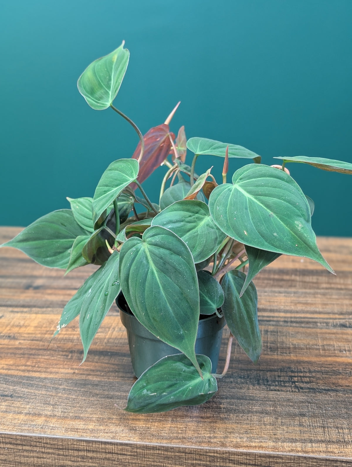 4" Philodendron Micans
