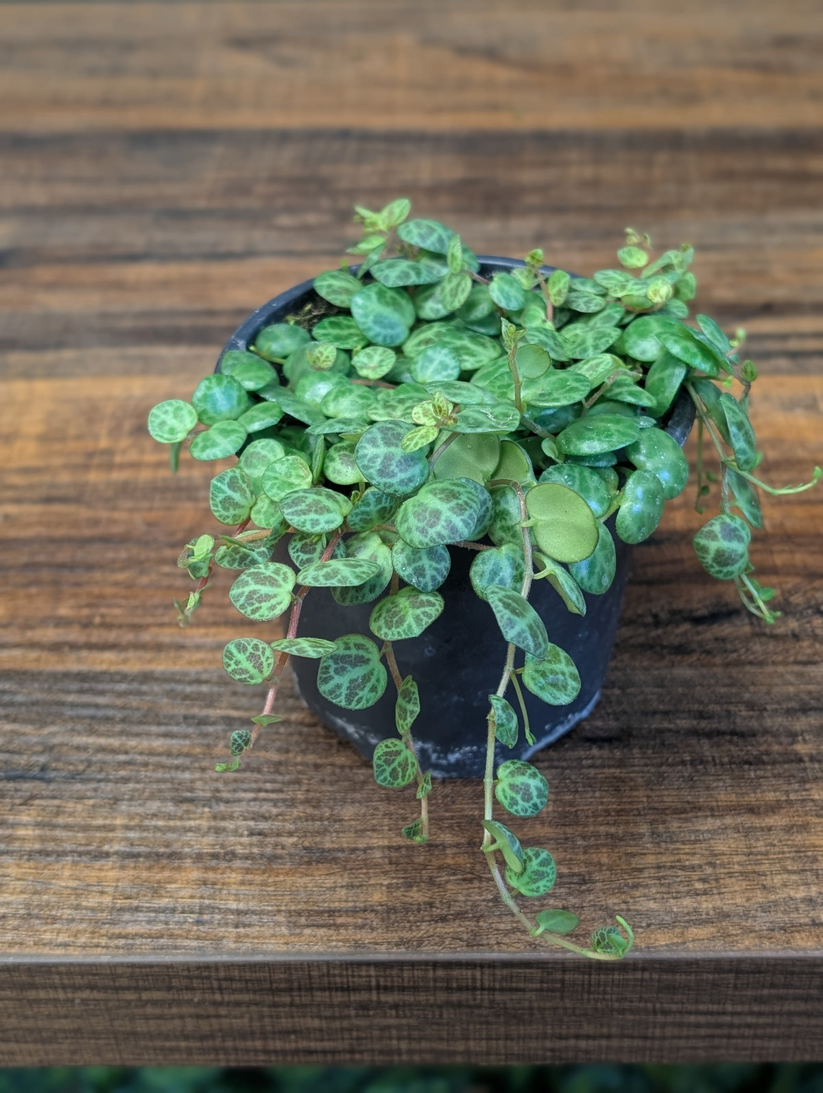 4" Peperomia Prostrata String of Turtles