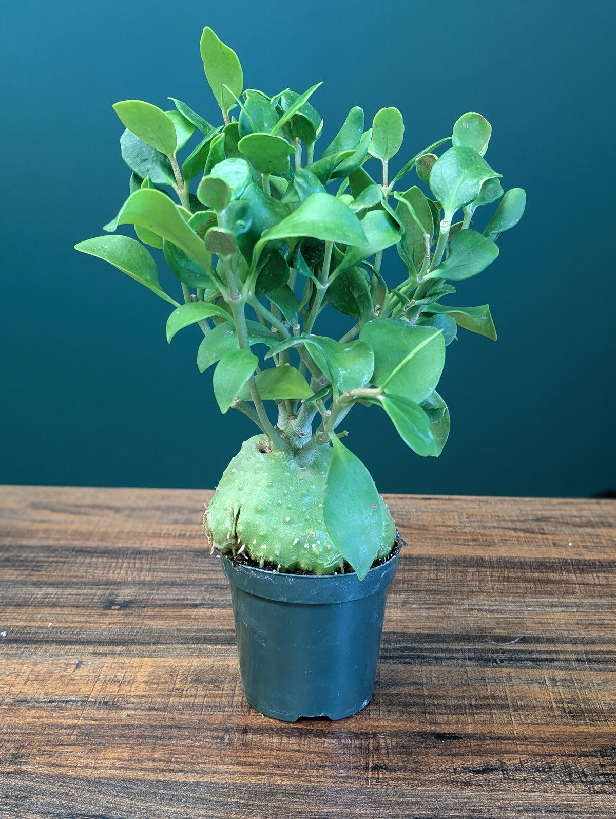 4" Myrmecodia AKA Ant Plant