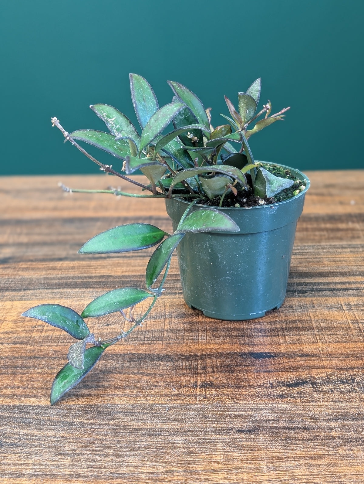 4" Hoya Rosita