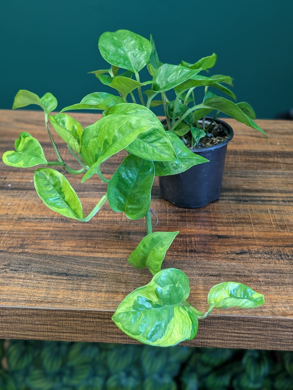 4" Pothos Lemon Meringue