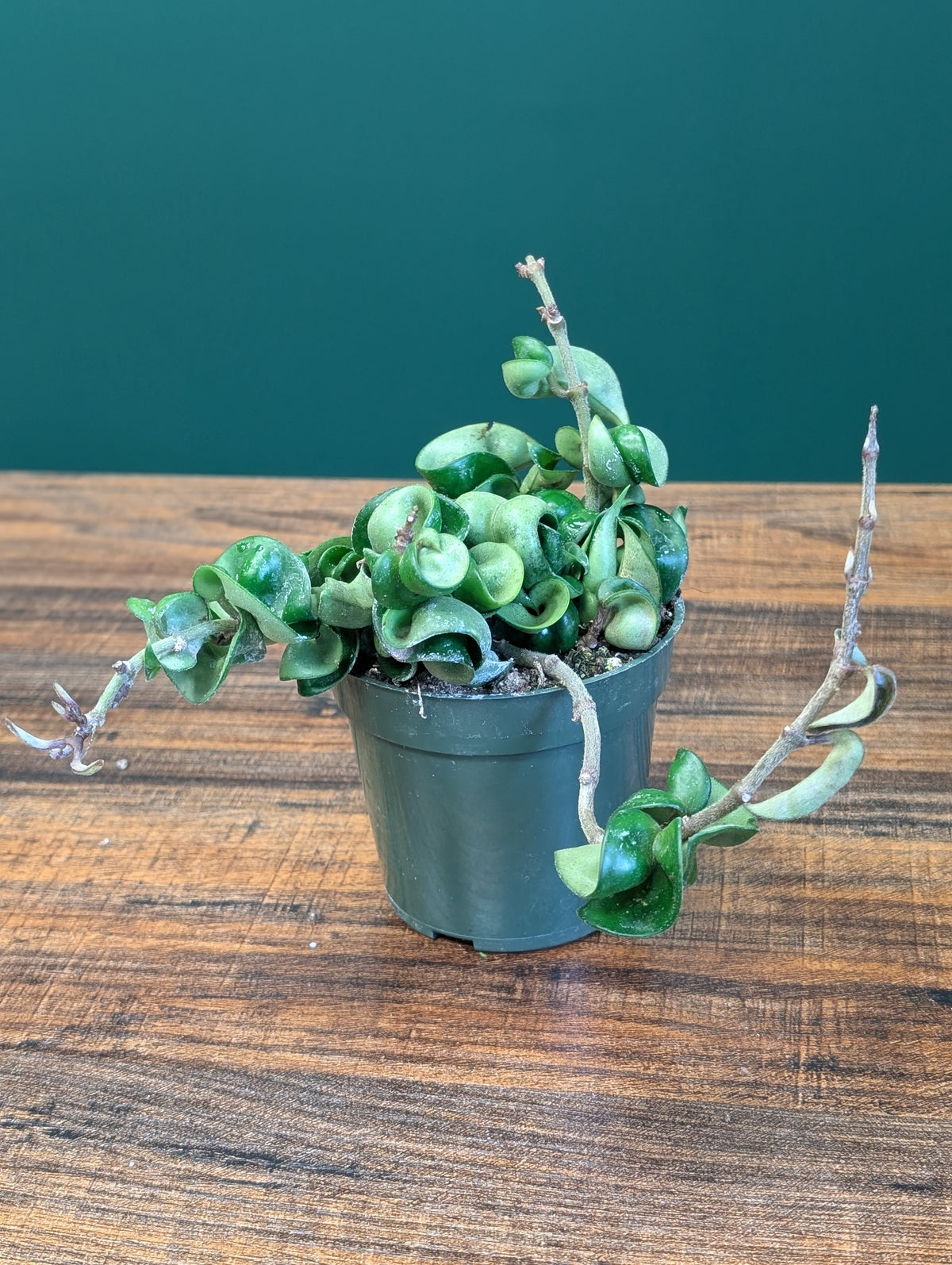 4" Hoya Compacta Rope Green
