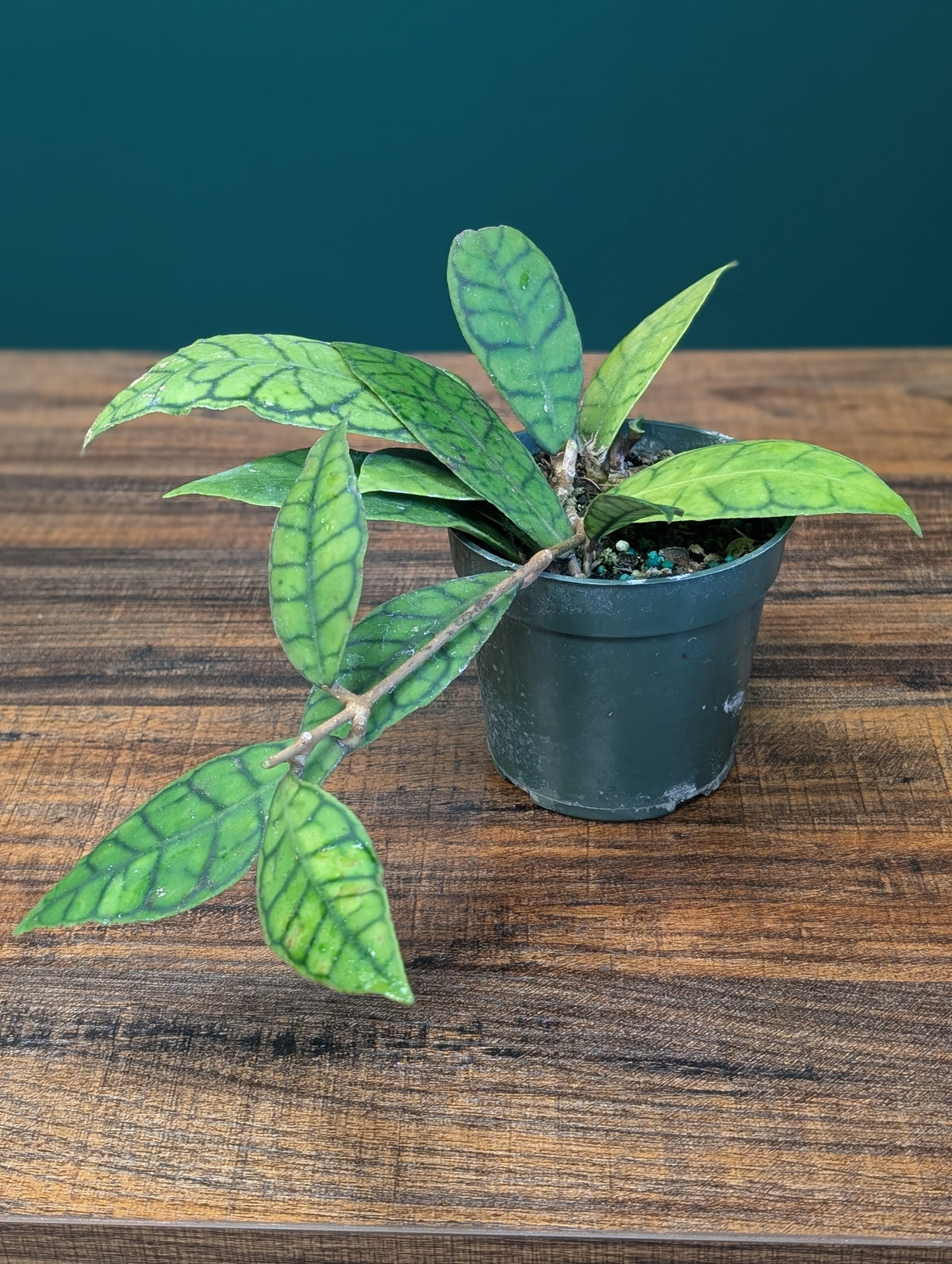 4" Hoya Callistrophylla Vena