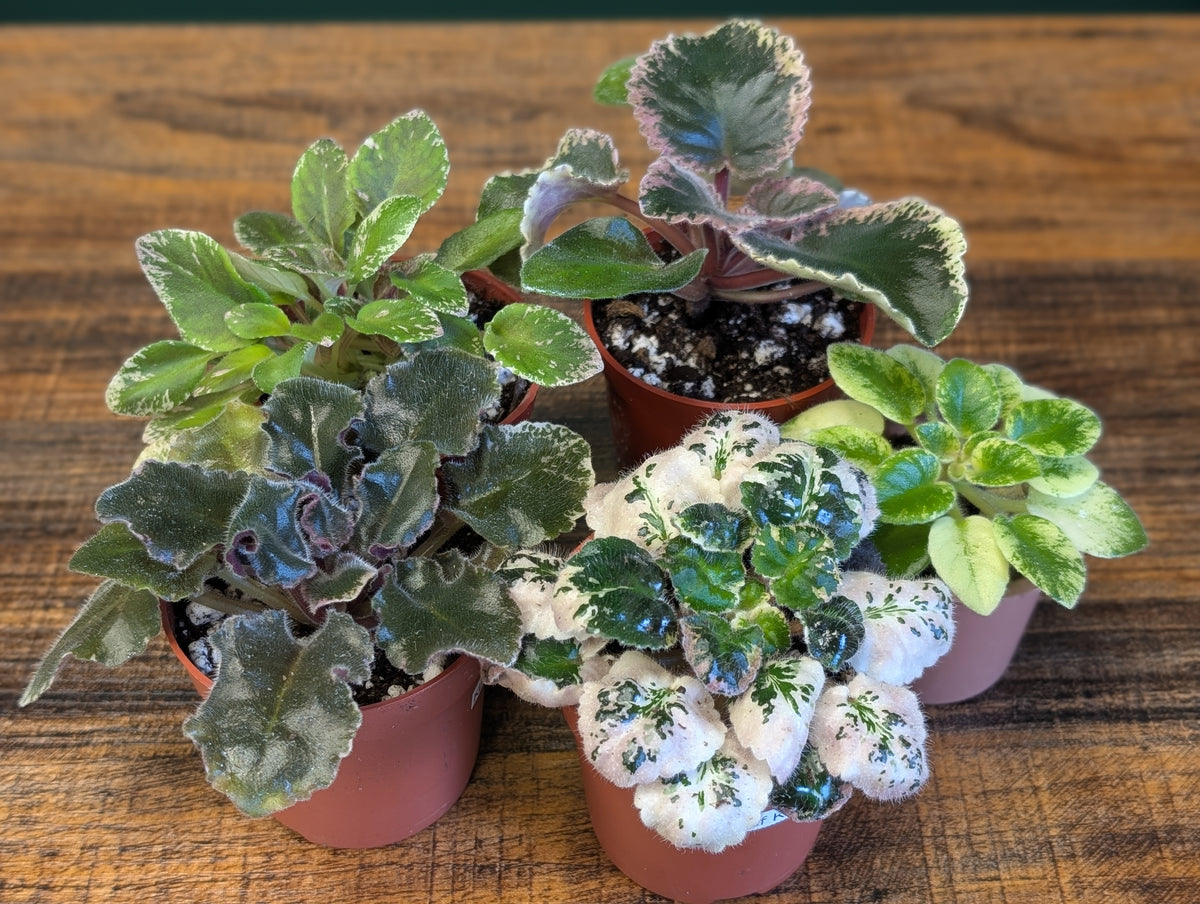African Violet - Rare/Uncommon 2.5"
