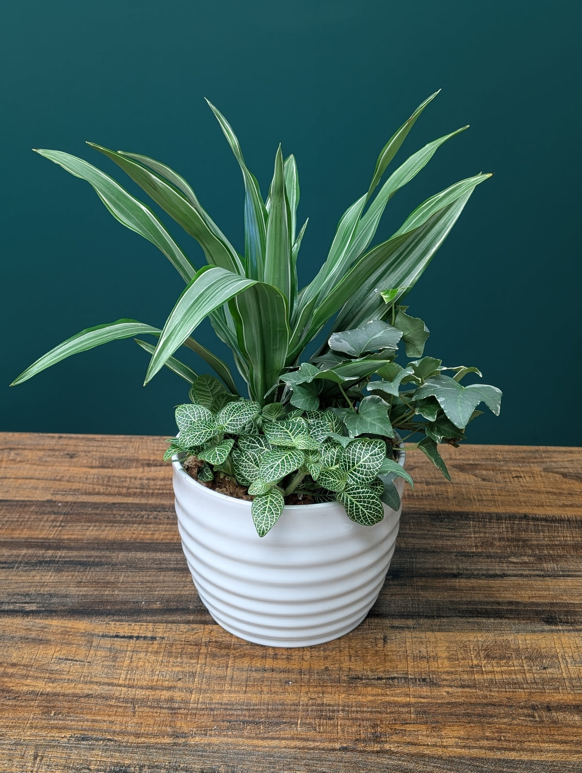 It's a Jungle Out There - 6" Arrangement