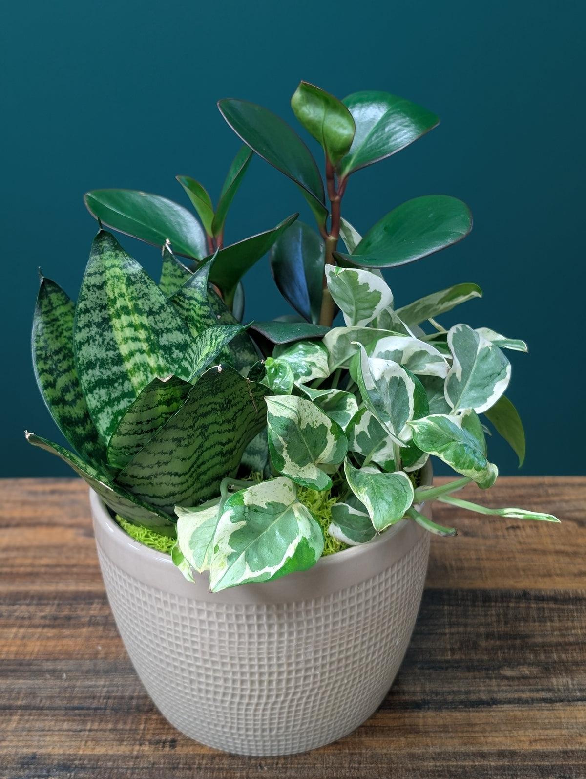 It's Not Easy Being Green - 6" Arrangement